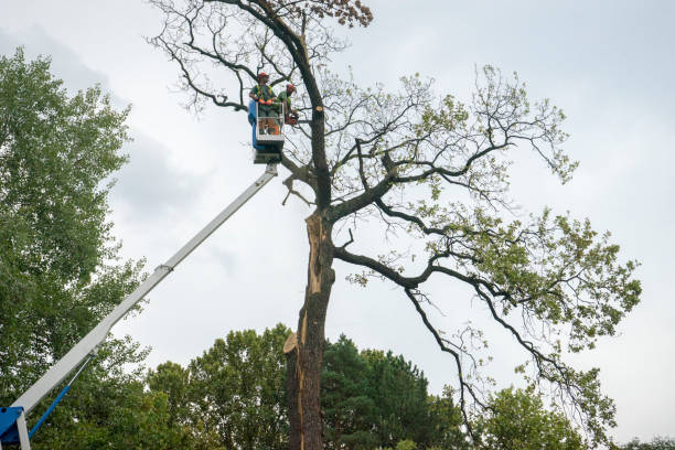 Carson, CA Tree Services Company