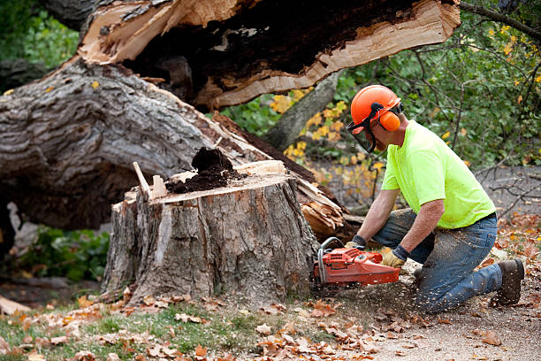 Seasonal Cleanup (Spring/Fall) in Carson, CA